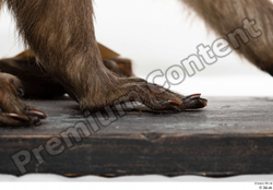Hand Monkey Animal photo references